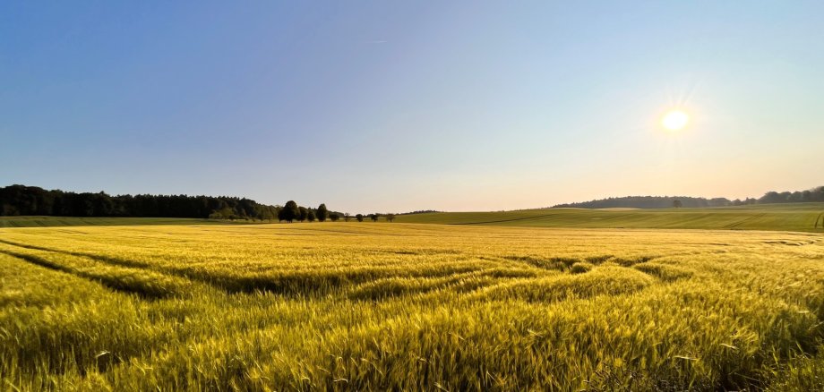 Feld
