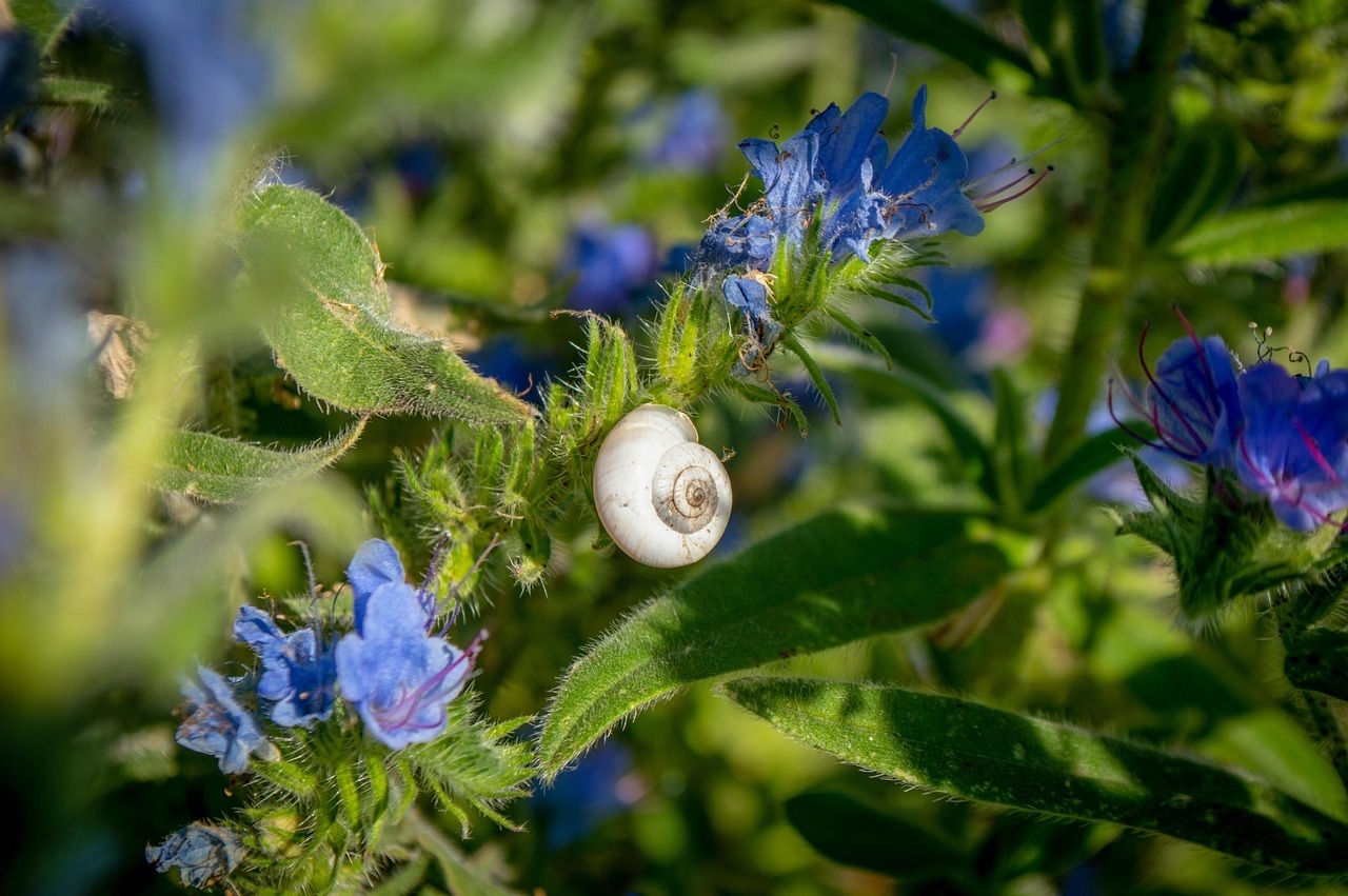 Schnecke