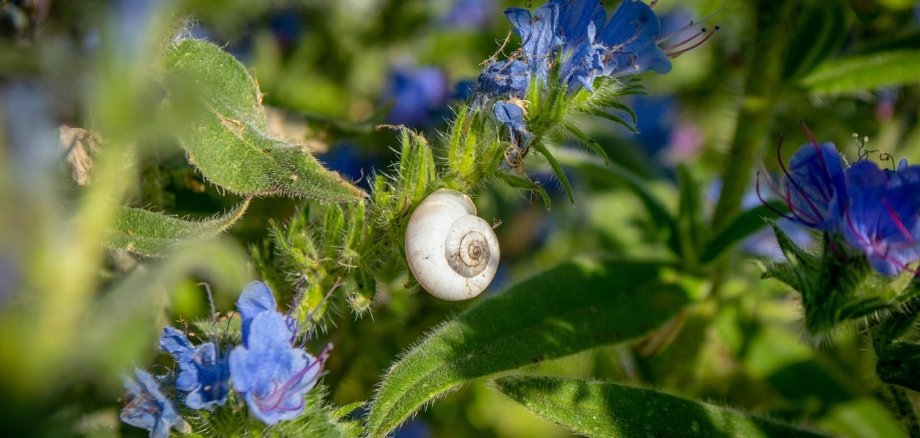 Schnecke